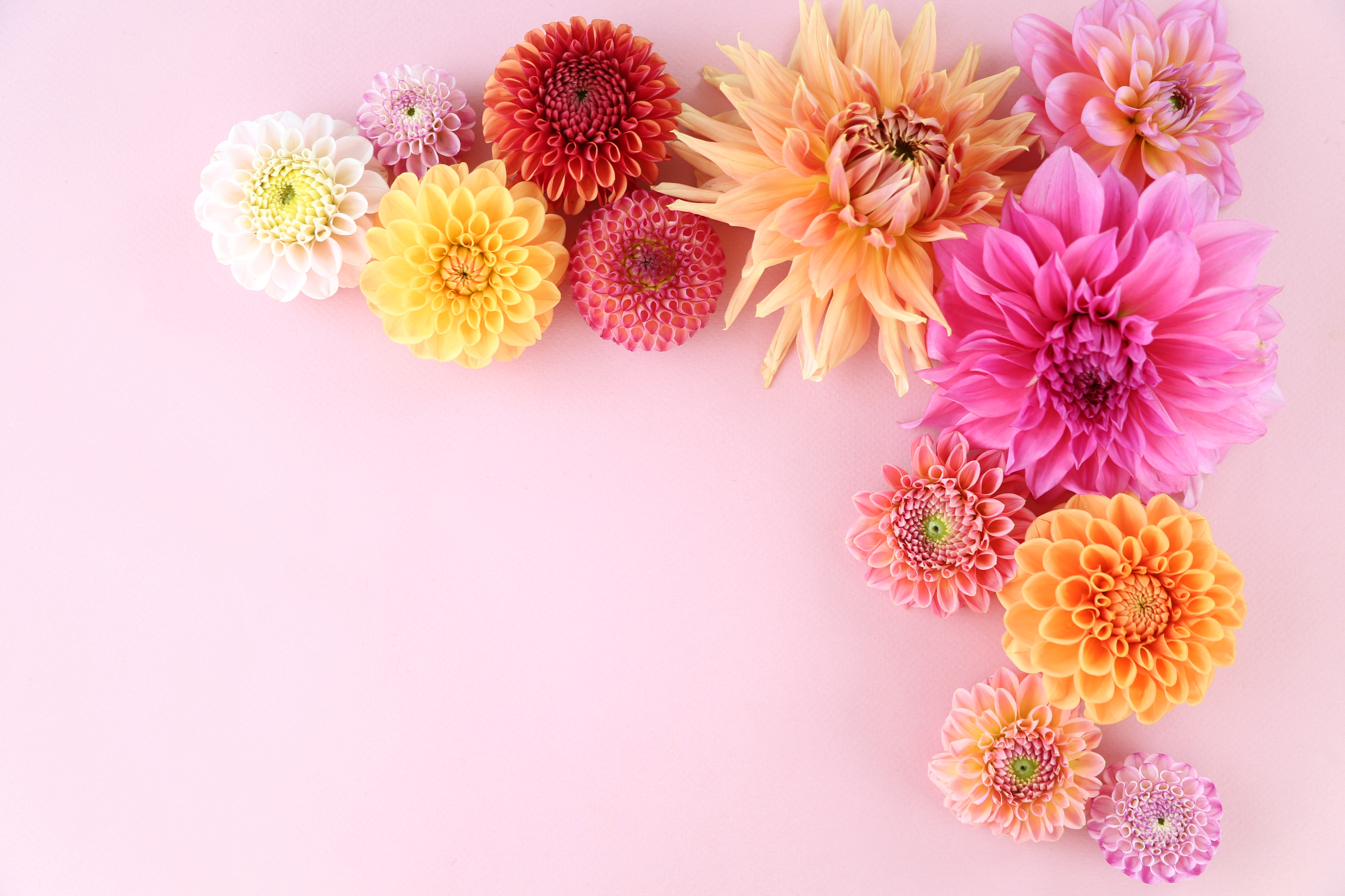 Dahlia arrangement